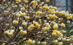 Winter Gold Edgeworthia Chrysantha (Paper Bush) - 1 Gallon Pot -Botanica Tree Store Picture Edgeworthia Flowers 2