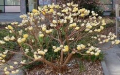 Winter Gold Edgeworthia Chrysantha (Paper Bush) - 1 Gallon Pot -Botanica Tree Store Picture Edgeworthia Paper Bush 3 2