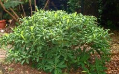 Edgeworthia Chrysantha - Paper Bush - 3 Gallon -Botanica Tree Store Picture Edgeworthia Shrub