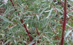 Angus Cold Hardy Eucalyptus Tree (Eucalyptus Nicholii) - 2 Gallon Pot 12 Angus Cold Hardy Eucalyptus Tree (Eucalyptus Nicholii) - 2 Gallon Pot -Botanica Tree Store Picture Eucalyptus Tree Anugus Willow Leaf Peppermint