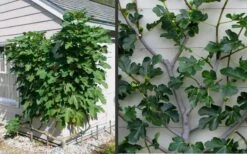 Brown Turkey Fig Tree - 3 Gallon Pot -Botanica Tree Store Picture Fig Brown Turkey Espalier 2