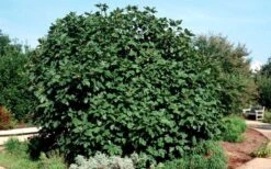 Brown Turkey Fig Tree - 6 Pack Of 1 Gallon Pots -Botanica Tree Store Picture Fig Brown Turkey Shrub Large