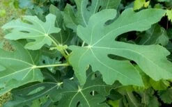 Brown Turkey Fig Tree - 6 Pack Of 1 Gallon Pots -Botanica Tree Store Picture Fig Brown Turkey Tree Leaves