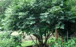 Brown Turkey Fig Tree - 5 Gallon Pot -Botanica Tree Store Picture Fig Brown Turkey Tree Multi 1