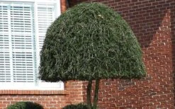 Pride Of Houston Yaupon Holly Tree - 7 Gallon Pot (2-3') -Botanica Tree Store Picture Holly Weeping Yaupon 2