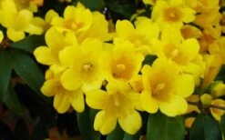 Butterscotch Yellow Jasmine (Jessamine) Gelsemium Sempervirens - 3 Gallon Pot -Botanica Tree Store Picture Jasmine Butterscotch 2