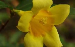 Butterscotch Yellow Jasmine (Jessamine) Gelsemium Sempervirens - 3 Gallon Pot -Botanica Tree Store Picture Jasmine Butterscotch 4