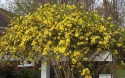 Butterscotch Yellow Jasmine (Jessamine) Gelsemium Sempervirens - 3 Gallon Pot -Botanica Tree Store Picture Jasmine Butterscotch Jessamine 3
