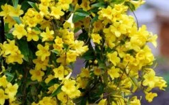 Carolina Yellow Jasmine (Jessamine) Gelsemium Sempervirens - 2 Gallon Pot -Botanica Tree Store Picture Jasmine Carolina 6 1