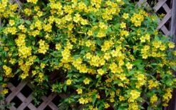 Carolina Yellow Jasmine (Jessamine) Gelsemium Sempervirens - 2 Gallon Pot -Botanica Tree Store Picture Jasmine Carolina 7 1