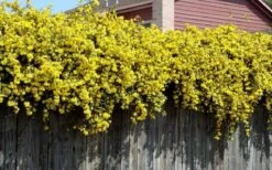 Carolina Yellow Jasmine (Jessamine) Gelsemium Sempervirens - 2 Gallon Pot -Botanica Tree Store Picture Jasmine Carolina On Fence 1