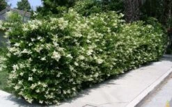 Wavy Leaf Ligustrum Recurvifolium - 1 Gallon Pot -Botanica Tree Store Picture Ligustrum Wavy Leaf Hedge