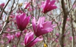 Ann Magnolia Tulip Tree - 5 Gallon Pot -Botanica Tree Store Picture Magnolia Ann 1