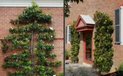 Little Gem Dwarf Southern Magnolia - 7 Gallon Pot (4-5') -Botanica Tree Store Picture Magnolia Little Gem Espalier 2 2