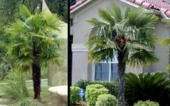 Windmill Cold Hardy Palm Tree - 3 Gallon Pot -Botanica Tree Store Picture Palm Windmill 3 2