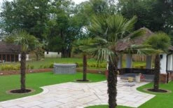 Windmill Cold Hardy Palm Tree - 7 Gallon Pot (3-4') -Botanica Tree Store Picture Palm Windmill 4 1