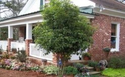 Fragrant White Tea Olive - 7 Gallon Pot (5-6') -Botanica Tree Store Picture Tea Olive Tree