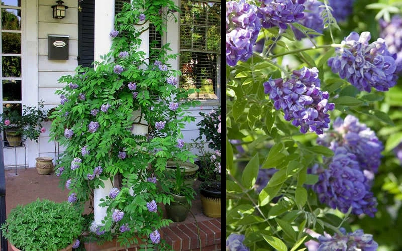 Amethyst Falls Wisteria Vine - 1 Gallon Pot 6 Amethyst Falls Wisteria Vine - 1 Gallon Pot - Image 6