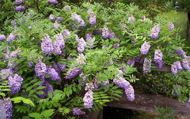 Amethyst Falls Wisteria Vine - 1 Gallon Pot 7 Amethyst Falls Wisteria Vine - 1 Gallon Pot - Image 7