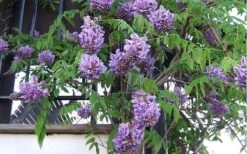 Amethyst Falls Wisteria Vine - 3 Gallon Pot -Botanica Tree Store Picture Wisteria Amethyst Falls Vine 1 1