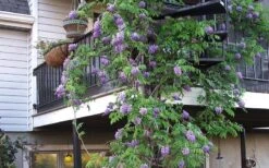 Amethyst Falls Wisteria Vine - 1 Gallon Pot 16 Amethyst Falls Wisteria Vine - 1 Gallon Pot -Botanica Tree Store Picture Wisteria Amethyst Falls Vine