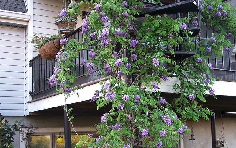 Amethyst Falls Wisteria Vine - 1 Gallon Pot 8 Amethyst Falls Wisteria Vine - 1 Gallon Pot - Image 8