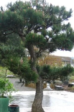 Japanese Black Pine - Pinus Thunbergii - 3 Gallon Pot -Botanica Tree Store Pine Japanese Black 11