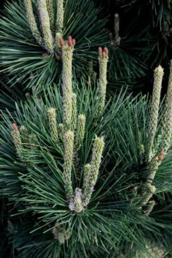 Japanese Black Pine - Pinus Thunbergii - 3 Gallon Pot -Botanica Tree Store Pine Japanese Black 29