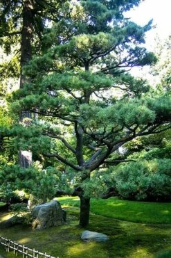 Japanese Black Pine - Pinus Thunbergii - 3 Gallon Pot -Botanica Tree Store Pine Japanese Black 5