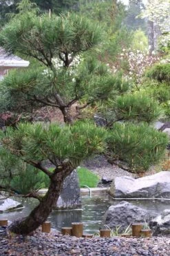 Japanese Black Pine - Pinus Thunbergii - 3 Gallon Pot -Botanica Tree Store Pine Japanese Black 7