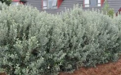 Pineapple Guava - Feijoa Sellowiana - 3 Gallon Pot 15 Pineapple Guava - Feijoa Sellowiana - 3 Gallon Pot -Botanica Tree Store Pineapple Guava Hedge 1