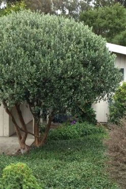 Pineapple Guava -Feijoa Sellowiana - 7 Gallon Pot -Botanica Tree Store Pineapple Guava Tree 21