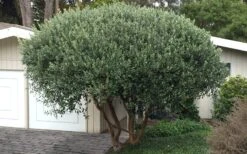 Pineapple Guava - Feijoa Sellowiana - 3 Gallon Pot 16 Pineapple Guava - Feijoa Sellowiana - 3 Gallon Pot -Botanica Tree Store Pineapple Guava Tree 22 1