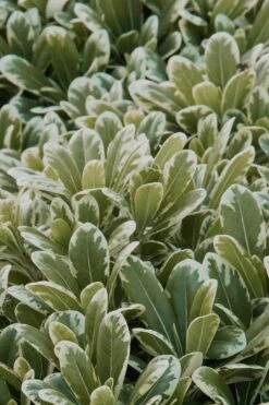 Mojo Dwarf Variegated Pittosporum - 2 Gallon Pot