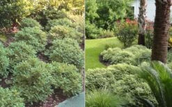 Mojo Dwarf Variegated Pittosporum - 2 Gallon Pot -Botanica Tree Store Pittosporum Mojo 6