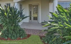 Pringles Dwarf Podocarpus Yew - 1 Gallon Pot -Botanica Tree Store Podocarpus Pringles 21