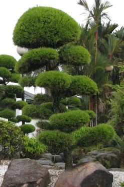 Podocarpus Macrophyllus Upright Yew - 3 Gallon Pot -Botanica Tree Store Podocarpus Upright Yew 10 1