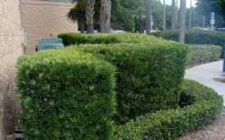 Podocarpus Macrophyllus Upright Yew - 1 Gallon Pot -Botanica Tree Store Podocarpus Upright Yew 11