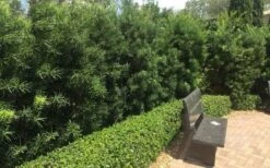 Podocarpus Macrophyllus Upright Yew - 3 Gallon Pot -Botanica Tree Store Podocarpus Upright Yew 12 1