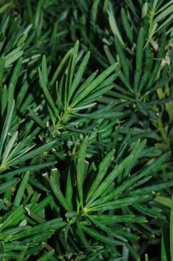 Podocarpus Macrophyllus Upright Yew - 3 Gallon Pot -Botanica Tree Store Podocarpus Upright Yew 13 1