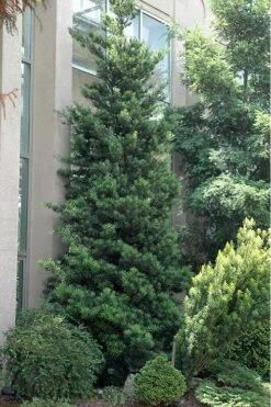 Podocarpus Macrophyllus Upright Yew - 1 Gallon Pot -Botanica Tree Store Podocarpus Upright Yew 500x750 1