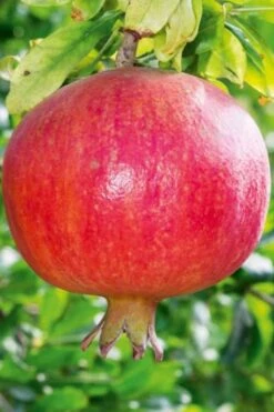 Russian 26 Cold Hardy Pomegranate - 1 Gallon Pot -Botanica Tree Store Pomegranate Russian 26 10 1