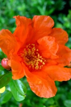 Russian Cold Hardy Pomegranate - 3 Gallon Pot 10 Russian Cold Hardy Pomegranate - 3 Gallon Pot -Botanica Tree Store Pomegranate Russian 26 11 2