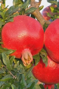 Salavatski Cold Hardy Russian Pomegranate - 3 Gallon Pot -Botanica Tree Store Pomegranate Russian 26 Rev 500x750 1