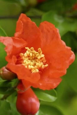 Salavatski Cold Hardy Russian Pomegranate - 3 Gallon Pot -Botanica Tree Store Pomegranate Salavatski 3