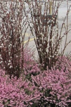 White Flowering Pussy Willow - Salix Caprea - 2 Gallon Pot -Botanica Tree Store Pussy Willow White 14