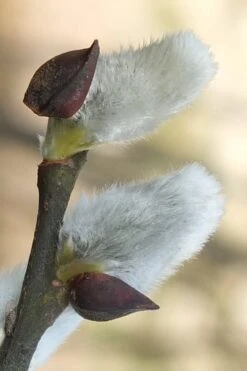 White Flowering Pussy Willow - Salix Caprea - 2 Gallon Pot -Botanica Tree Store Pussy Willow White 3