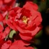 Iwai Nishiki Red Flowering Quince - 3 Gallon Pot