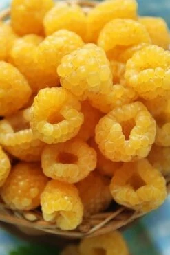 Fall Gold Raspberry - 1 Gallon Pot -Botanica Tree Store Raspberry Fall Gold 2