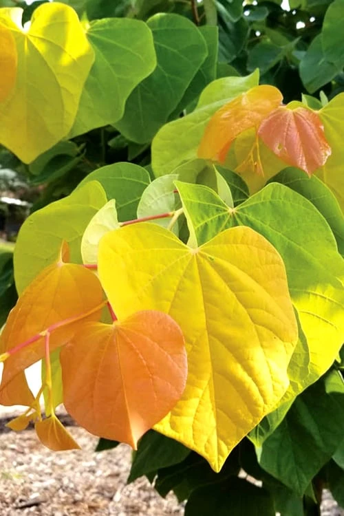 The Rising Sun Redbud Tree - 2 Gallon Pot 1 The Rising Sun Redbud Tree - 2 Gallon Pot